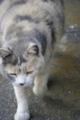 [【obj】街撮り][ぬこ][動物][DA L 50-200mm F4-5.6]