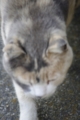 [【obj】街撮り][ぬこ][動物][DA L 50-200mm F4-5.6]