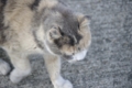 [【obj】街撮り][ぬこ][動物][DA L 50-200mm F4-5.6]