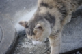 [【obj】街撮り][ぬこ][動物][DA L 50-200mm F4-5.6]