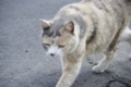 [【obj】街撮り][ぬこ][動物][DA L 50-200mm F4-5.6]