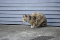 [【obj】街撮り][ぬこ][動物][DA L 50-200mm F4-5.6]