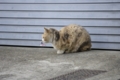 [【obj】街撮り][ぬこ][動物][DA L 50-200mm F4-5.6]