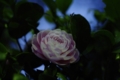 [神宮外苑][【obj】花撮り][【sce】夜景][FA 50mm F1.7]