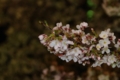 [中目黒][目黒川の夜桜][【sce】夜景][【obj】花撮り][TAMRON SP AF28-75mm F2.8]