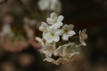 [中目黒][目黒川の夜桜][【sce】夜景][【obj】花撮り][TAMRON SP AF28-75mm F2.8]