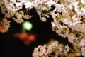 [中目黒][目黒川の夜桜][【sce】夜景][【obj】花撮り][TAMRON SP AF28-75mm F2.8]