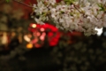 [中目黒][目黒川の夜桜][【sce】夜景][【obj】花撮り][TAMRON SP AF28-75mm F2.8]