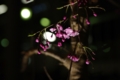 [中目黒][目黒川の夜桜][【sce】夜景][【obj】花撮り][TAMRON SP AF28-75mm F2.8]