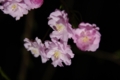[中目黒][目黒川の夜桜][【sce】夜景][【obj】花撮り][TAMRON SP AF28-75mm F2.8]