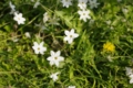 [【obj】街撮り][【obj】花撮り][DA L 18-55mm F3.5-5.6]