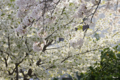 [【obj】街撮り][【obj】花撮り][【the】墨田の桜][DA L 18-55mm F3.5-5.6]