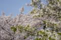 [【obj】街撮り][【obj】花撮り][【the】墨田の桜][DA L 18-55mm F3.5-5.6]