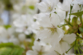 [【obj】街撮り][【obj】花撮り][【the】墨田の桜][DA L 18-55mm F3.5-5.6]