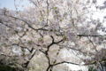 [【obj】街撮り][【obj】花撮り][【the】墨田の桜][DA L 18-55mm F3.5-5.6]