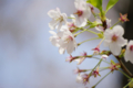 [【obj】街撮り][【obj】花撮り][【the】墨田の桜][DA ★50-135mm F2.8]