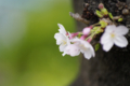 [【obj】街撮り][【obj】花撮り][【the】墨田の桜][DA ★50-135mm F2.8]