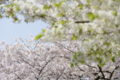 [【obj】街撮り][【obj】花撮り][【the】墨田の桜][DA ★50-135mm F2.8]