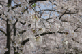 [【obj】街撮り][【obj】花撮り][【the】墨田の桜][DA ★50-135mm F2.8]