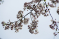 [【obj】街撮り][【obj】花撮り][【the】墨田の桜][DA ★50-135mm F2.8]