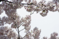 [【obj】街撮り][【obj】花撮り][【the】墨田の桜][DA ★50-135mm F2.8]