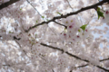 [【obj】街撮り][【obj】花撮り][【the】墨田の桜][DA L 18-55mm F3.5-5.6]