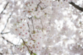 [【obj】街撮り][【obj】花撮り][【the】墨田の桜][DA L 18-55mm F3.5-5.6]