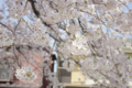 [【obj】街撮り][【obj】花撮り][【the】墨田の桜][DA L 18-55mm F3.5-5.6]