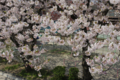 [【obj】街撮り][【obj】花撮り][【the】墨田の桜][DA L 18-55mm F3.5-5.6]