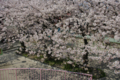 [【obj】街撮り][【obj】花撮り][【the】墨田の桜][DA L 18-55mm F3.5-5.6]