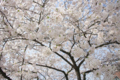 [【obj】街撮り][【obj】花撮り][【the】墨田の桜][DA L 18-55mm F3.5-5.6]