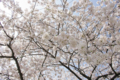 [【obj】街撮り][【obj】花撮り][【the】墨田の桜][DA L 18-55mm F3.5-5.6]