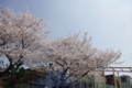 [【obj】街撮り][【obj】花撮り][【the】墨田の桜][DA L 18-55mm F3.5-5.6]