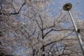 [【obj】街撮り][【obj】花撮り][【the】墨田の桜][DA L 18-55mm F3.5-5.6]