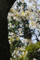 [【obj】街撮り][【obj】花撮り][【the】墨田の桜][DA L 18-55mm F3.5-5.6]