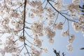 [【obj】街撮り][【obj】花撮り][【the】墨田の桜][DA L 18-55mm F3.5-5.6]