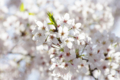 [【obj】街撮り][【obj】花撮り][【the】墨田の桜][DA ★50-135mm F2.8]