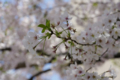 [【obj】街撮り][【obj】花撮り][【the】墨田の桜][DA ★50-135mm F2.8]