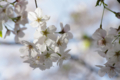 [【obj】街撮り][【obj】花撮り][【the】墨田の桜][DA ★50-135mm F2.8]