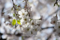 [【obj】街撮り][【obj】花撮り][【the】墨田の桜][DA ★50-135mm F2.8]