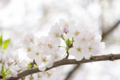 [【obj】街撮り][【obj】花撮り][【the】墨田の桜][DA ★50-135mm F2.8]