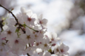 [【obj】街撮り][【obj】花撮り][【the】墨田の桜][DA ★50-135mm F2.8]