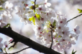 [【obj】街撮り][【obj】花撮り][【the】墨田の桜][DA ★50-135mm F2.8]