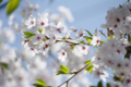 [【obj】街撮り][【obj】花撮り][【the】墨田の桜][DA ★50-135mm F2.8]