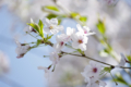 [【obj】街撮り][【obj】花撮り][【the】墨田の桜][DA ★50-135mm F2.8]