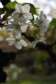 [清澄][清澄公園][DA L 18-55mm F3.5-5.6]