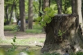 [錦糸町][猿江恩賜公園][【obj】植物][DA L 50-200mm F4-5.6]蘖の草と背丈を競ひけり