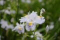 [上野][上野公園][【obj】花撮り][【sce】雨景][DA L 18-55mm F3.5-5.6]蠢かぬのも不思議なりシャガの花