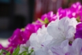 [浅草][【obj】花撮り][神社仏閣][DA L 50-200mm F4-5.6]そばかすに恥じらふそぶりツツジ咲く