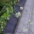 [【obj】街撮り][【obj】昆虫][【obj】花撮り][ｽﾅｯﾌﾟｼｮｯﾄ][FA 35mm F2]舞ひ飛んで何と戦ふクロアゲハ